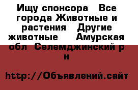 Ищу спонсора - Все города Животные и растения » Другие животные   . Амурская обл.,Селемджинский р-н